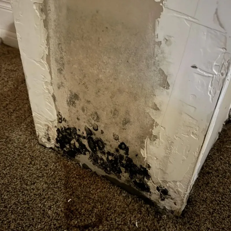 Professional Mold Removal in McMinnville, TN